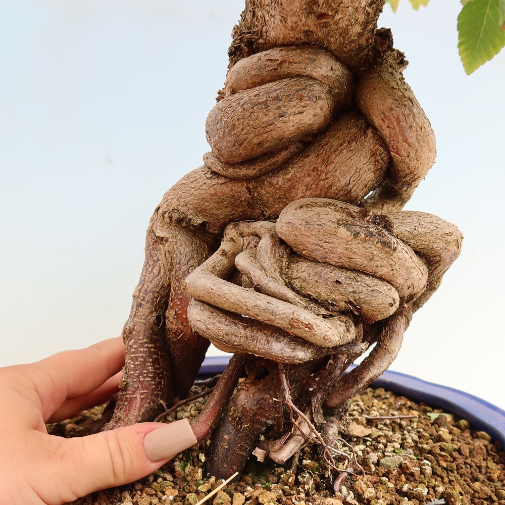 Outdoor bonsai - Carpinus CARPINOIDES - grab koreański