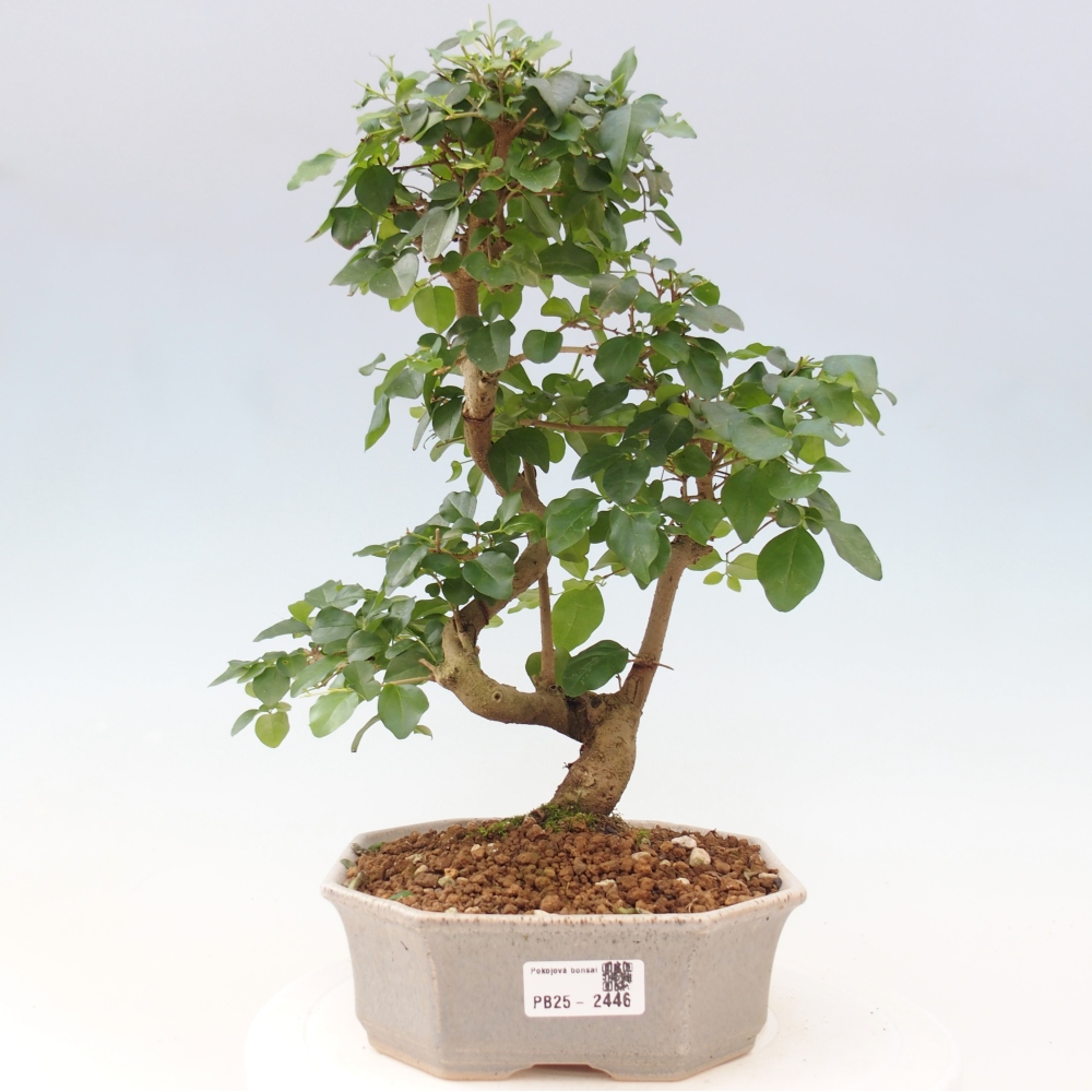 Indoor bonsai -Ligustrum chinensis - dziób ptaka