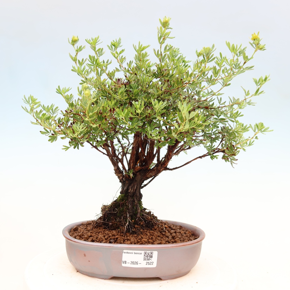 Bonsai zewnętrzne - Potentila fruticosa