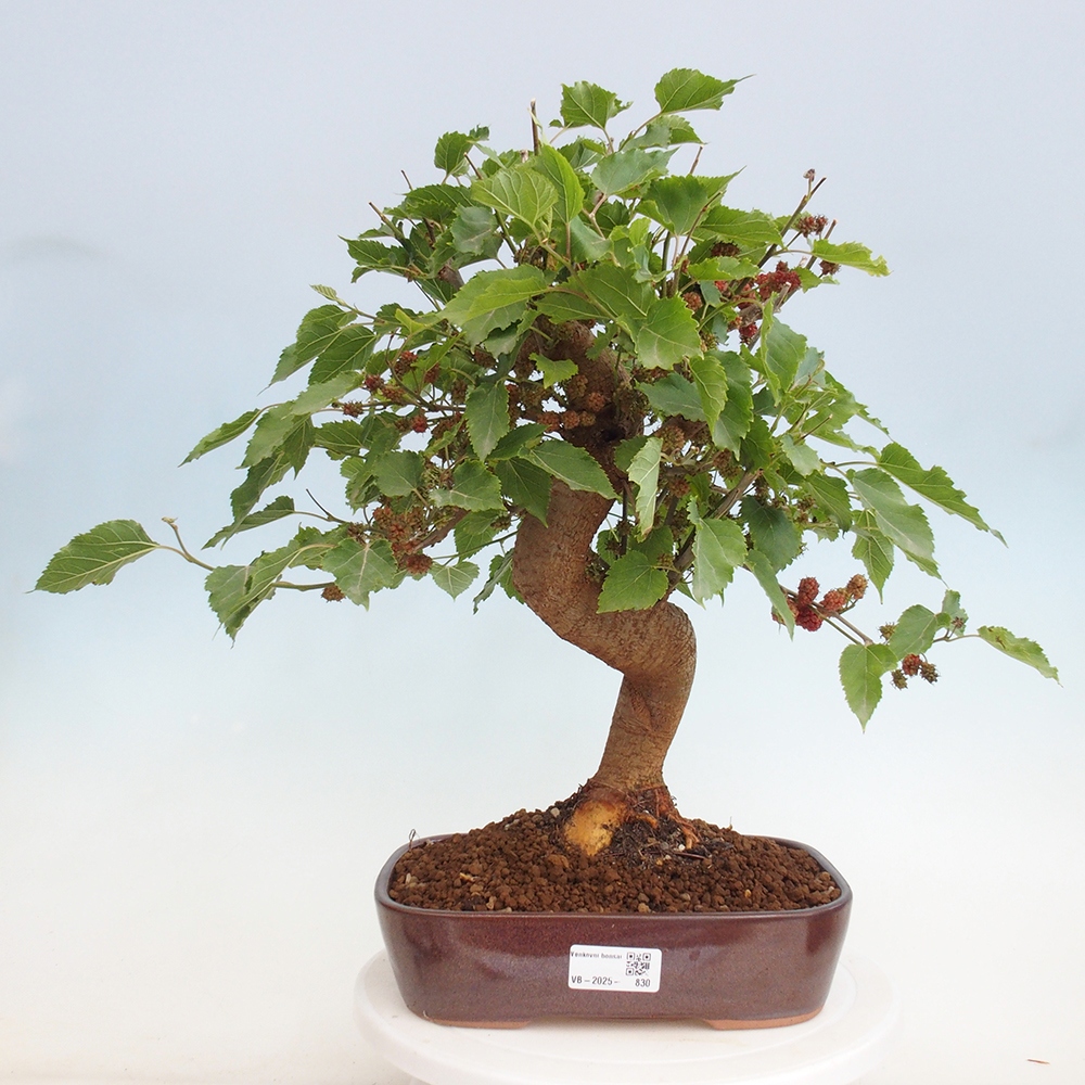 Bonsai outdoor - Morus alba - morwa