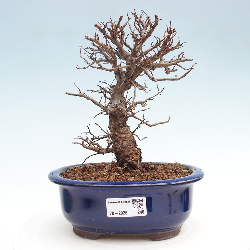 Bonsai zewnętrzne - Zelkova - Zelkova NIRE