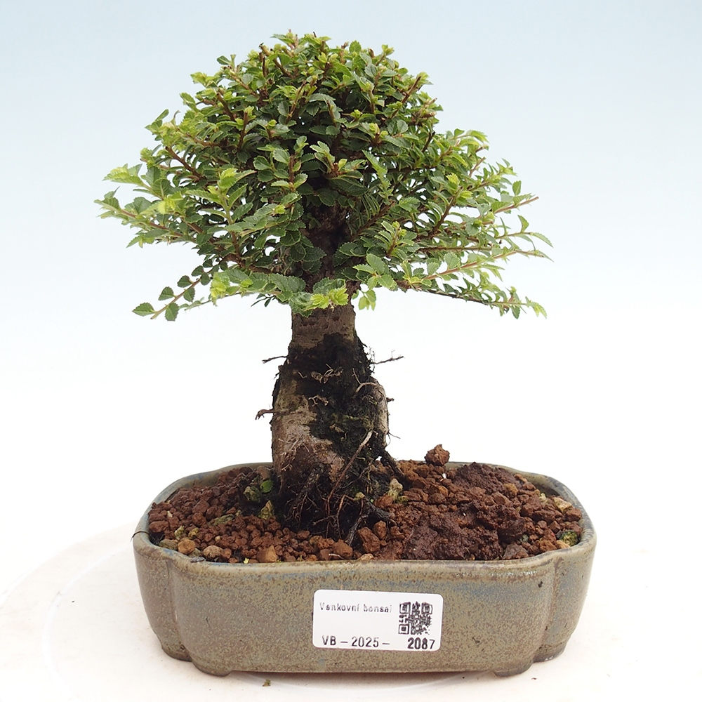 Bonsai zewnętrzne - Ulmus parvifolia Hokkaido - wiąz chiński