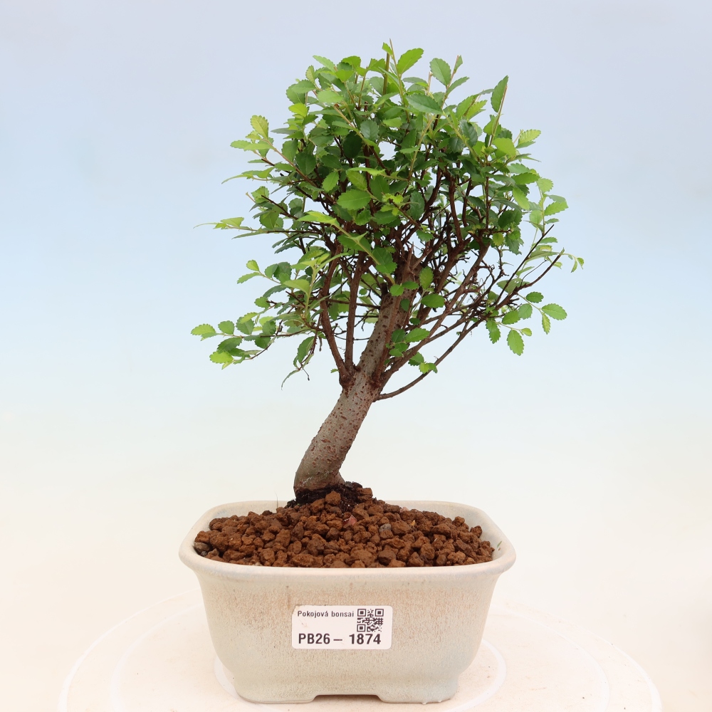 Pokój bonsai - Ulmus parvifolia - Wiąz drobnolistny