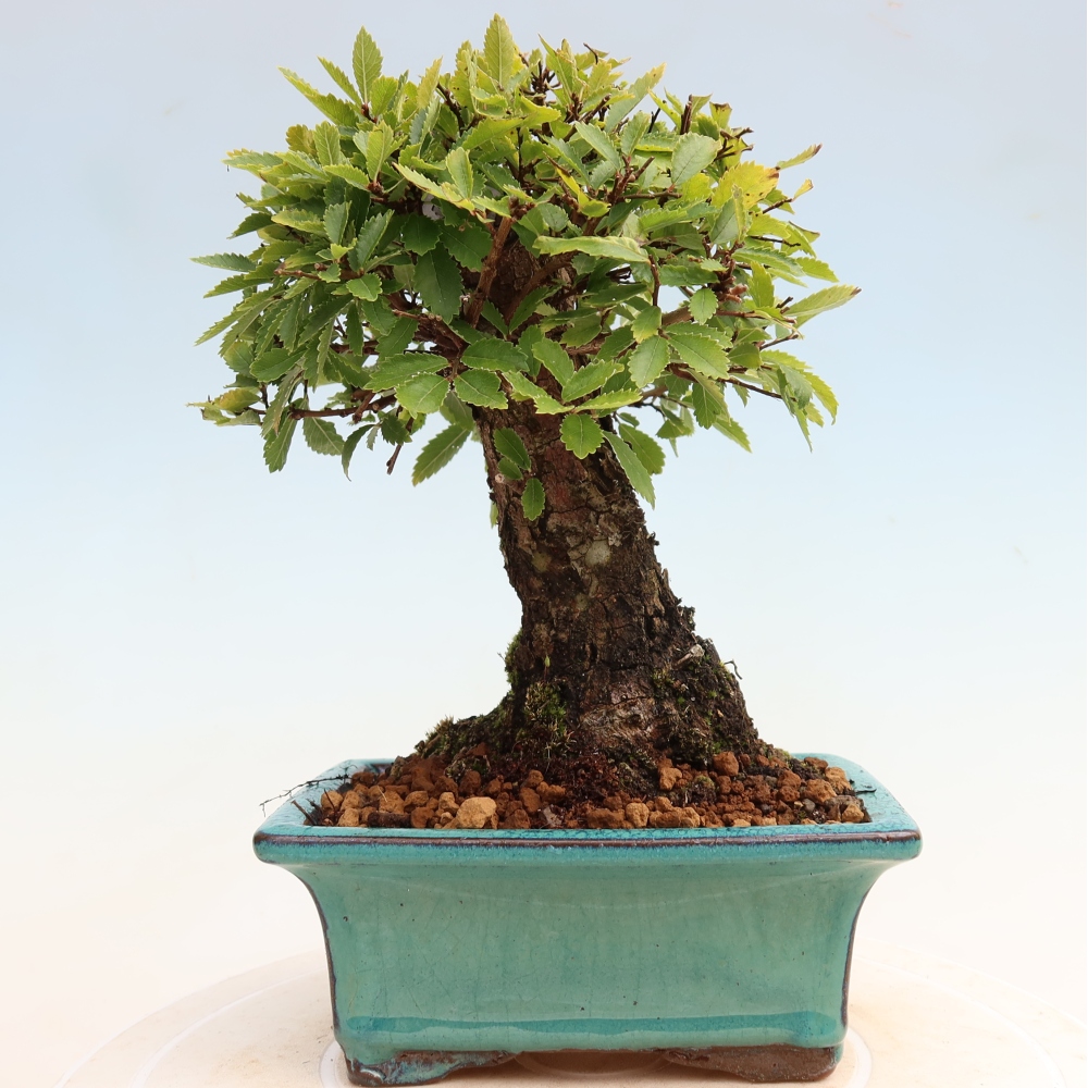 Bonsai zewnętrzne - Zelkova - Zelkova NIRE