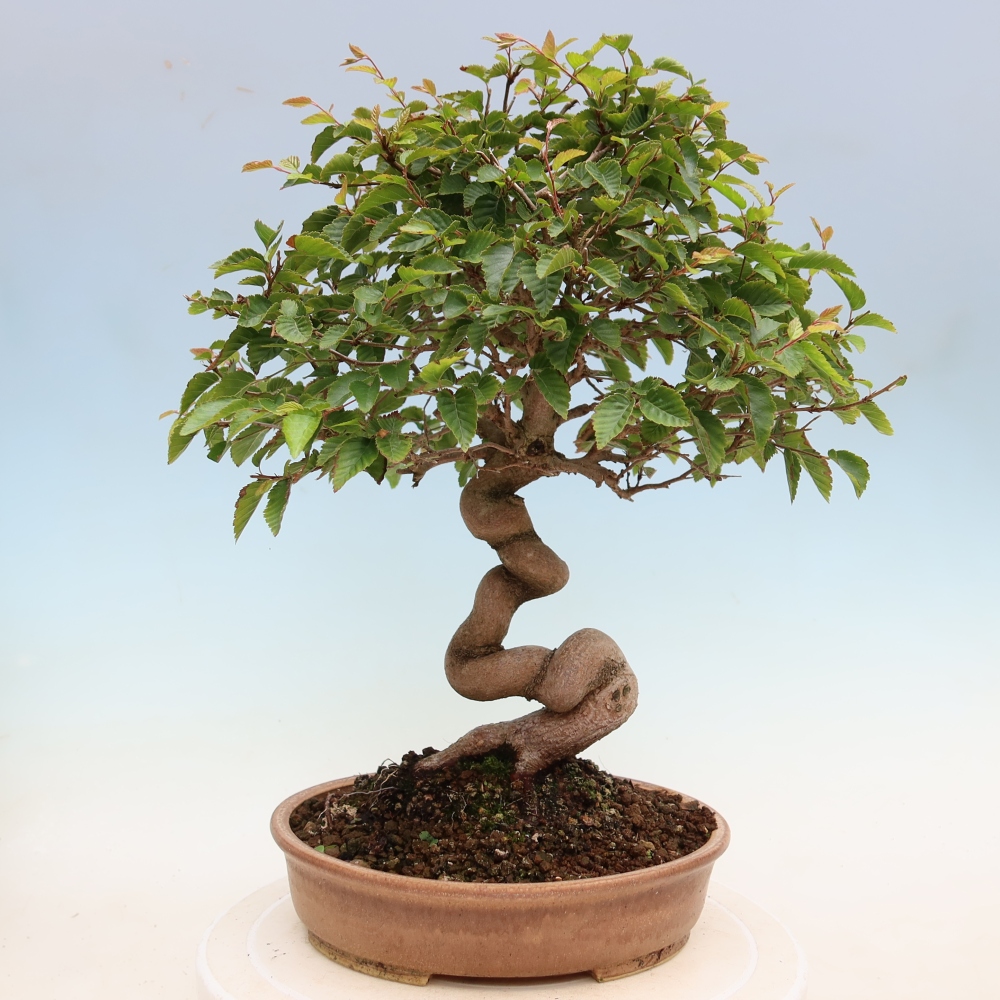 Outdoor bonsai - Carpinus coreana - grab koreański
