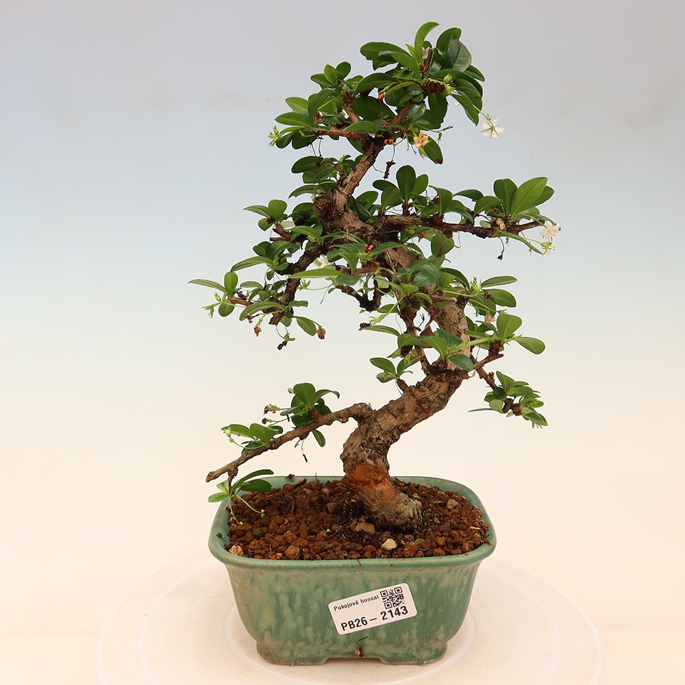 Bonsai pokojowe - Carmona macrophylla - Tea fuki