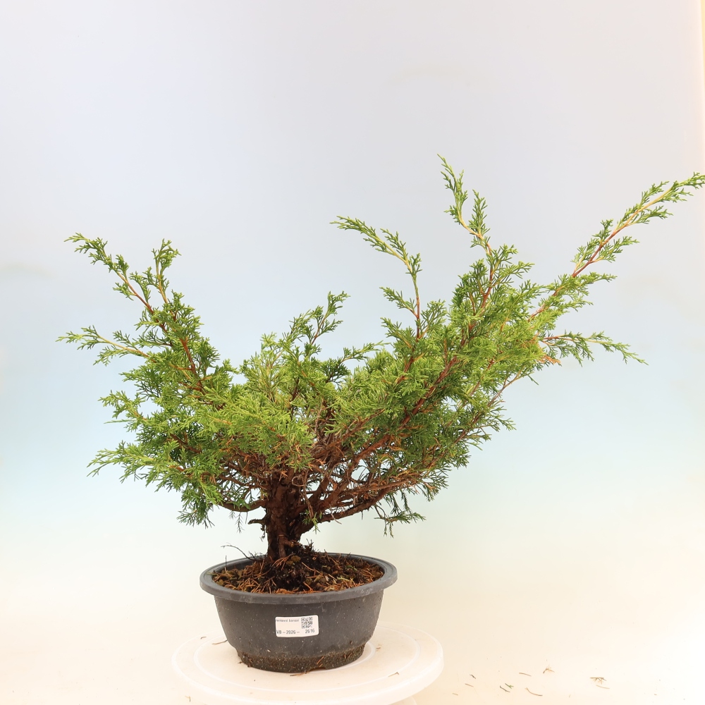 Outdoor bonsai - Juniperus chinensis Itoigawa