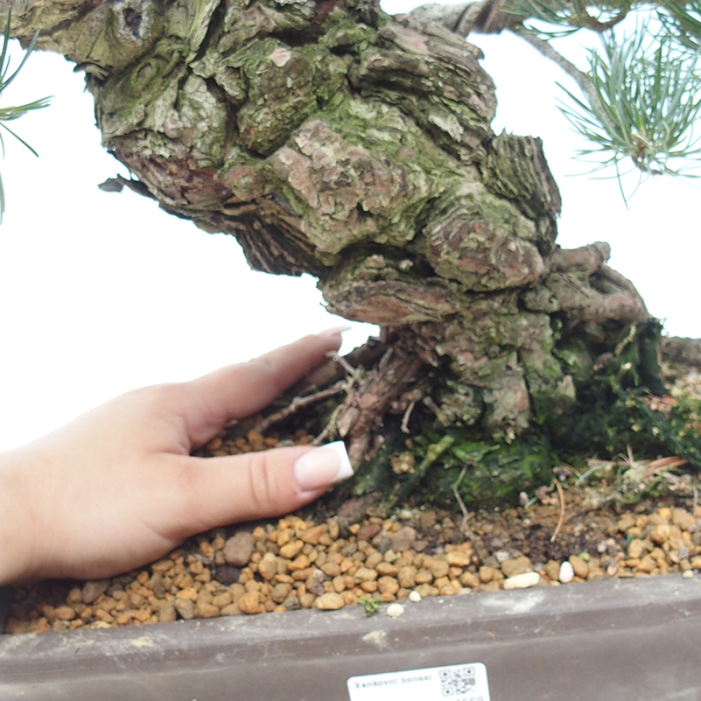 Outdoor bonsai - Pinus parviflora - Pinus parviflora
