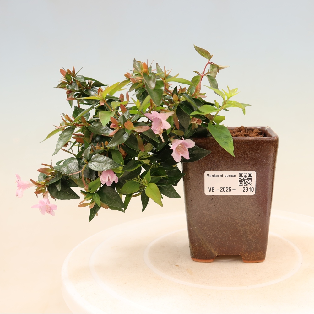 Bonsai ogrodowe – Abelia Edward Goucher – Abelia wielkokwiatowa