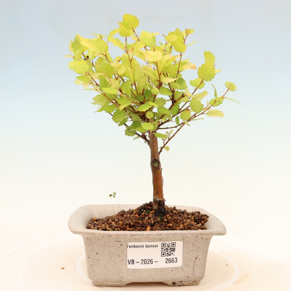 Bonsai ogrodowe – brzoza karłowata – Betula NANA Golden Treasure