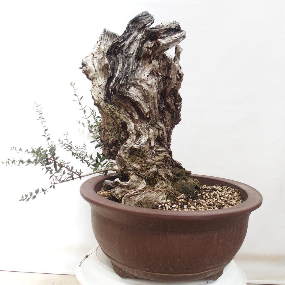 Kryte bonsai - Olea europaea sylvestris - Europejska oliwa z małych liści
