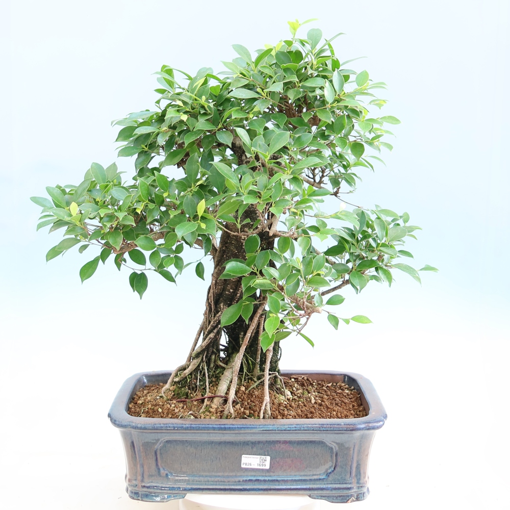 Pokój bonsai - Ficus kimmen - figowiec drobnolistny