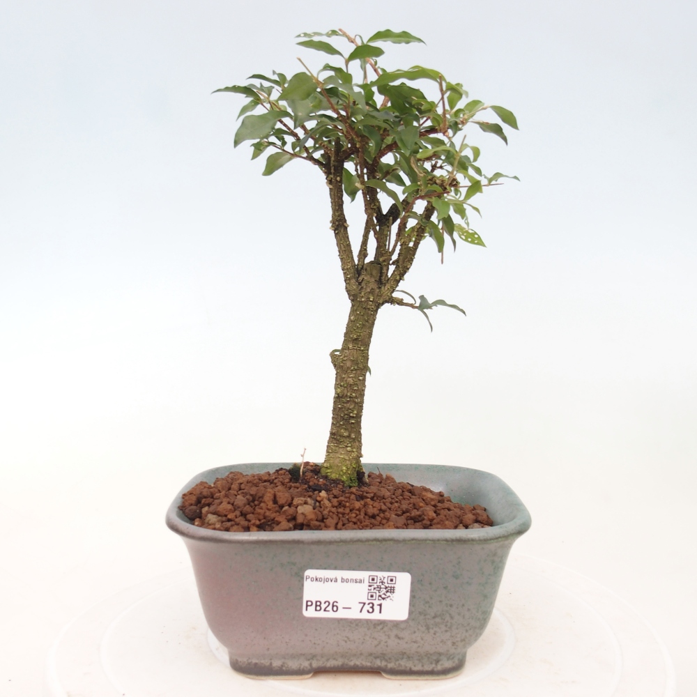Pokój bonsai - Malpighia coccigera- Barbdor Cherry