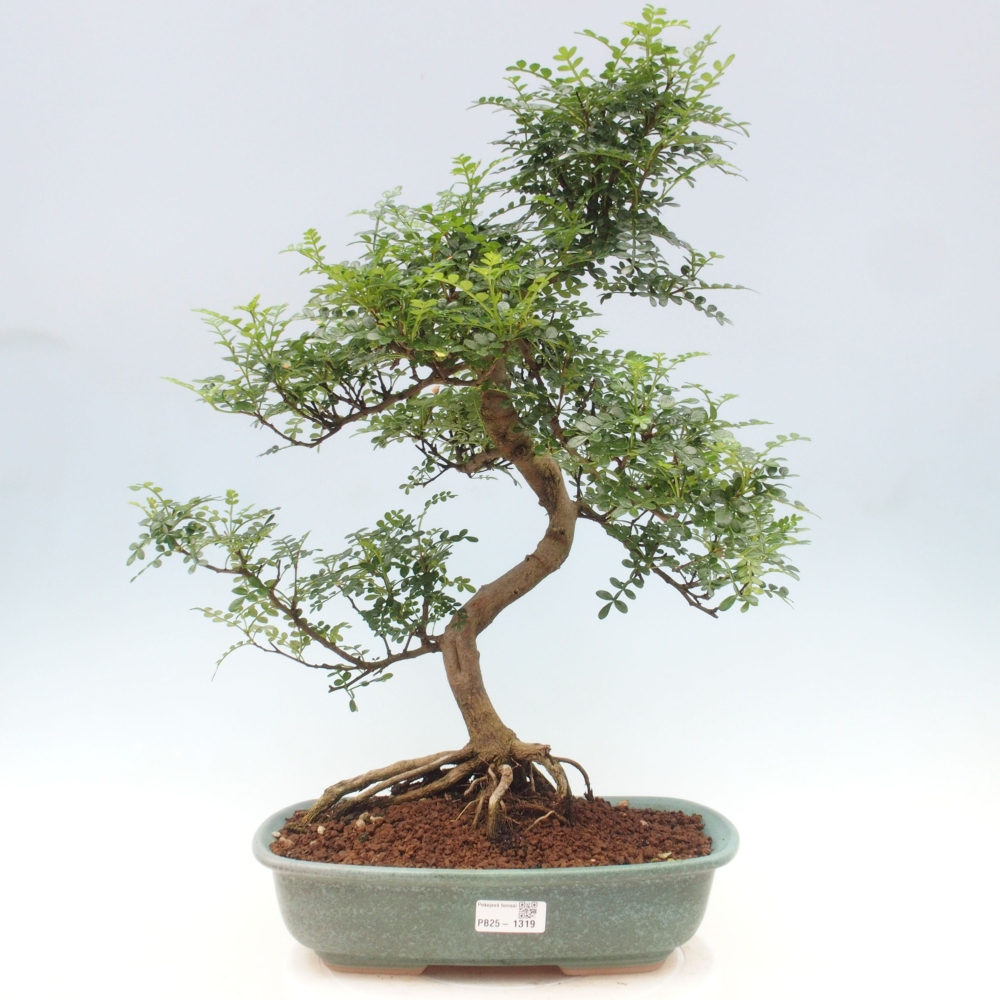 Bonsai do wnętrz - Zantoxylum piperitum - Mięta pieprzowa
