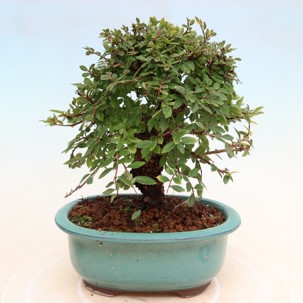 Bonsai zewnętrzne - Zelkova - Zelkova NIRE
