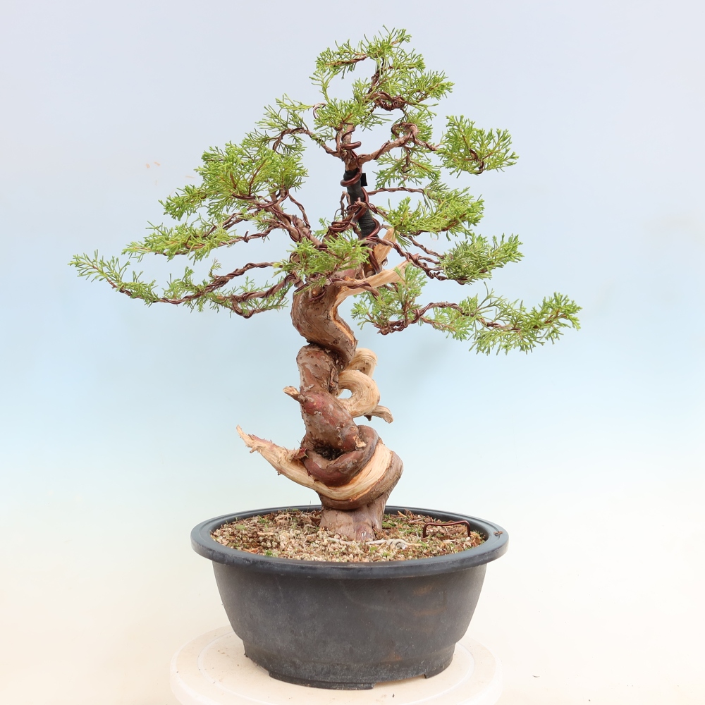 Bonsai ogrodowe – Juniperus chinensis Itoigawa – jałowiec chiński