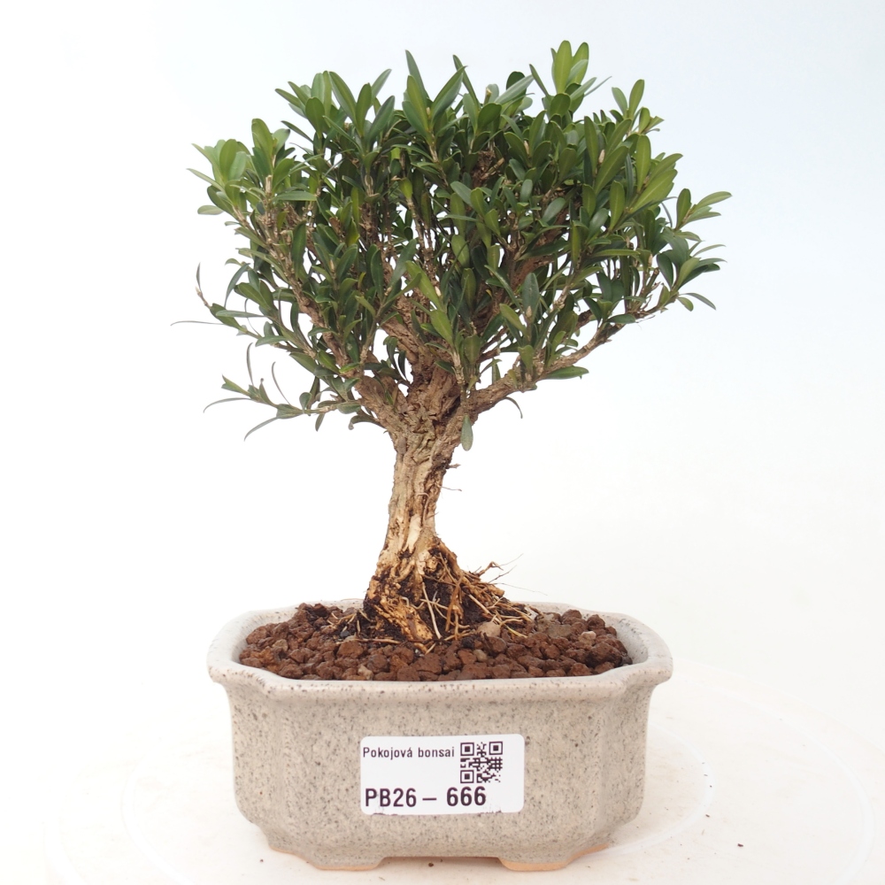 Pokój bonsai - Buxus harlandii - buxus korkowy