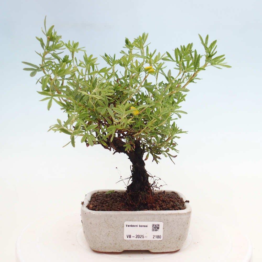 Outdoor bonsai-Pięciolistnik - Potentila fruticosa żółty Ptak
