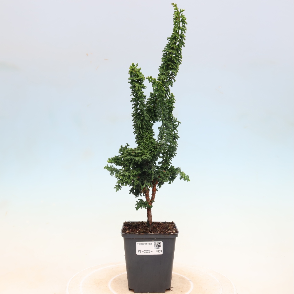 Bonsai zewnętrzne - Cham. obtusa SEKKA HINOKI - Cyprys
