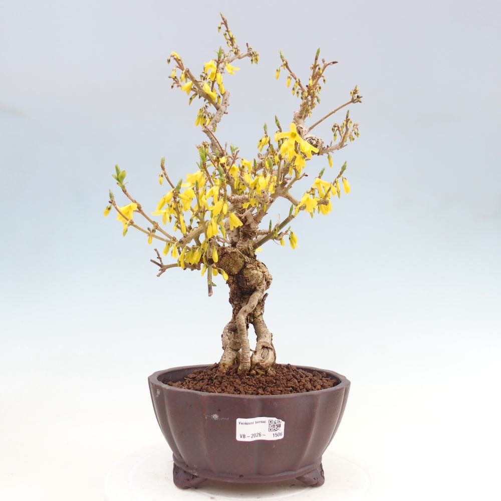 Outdoor bonsai - Zlatice - Forsycja koreańska