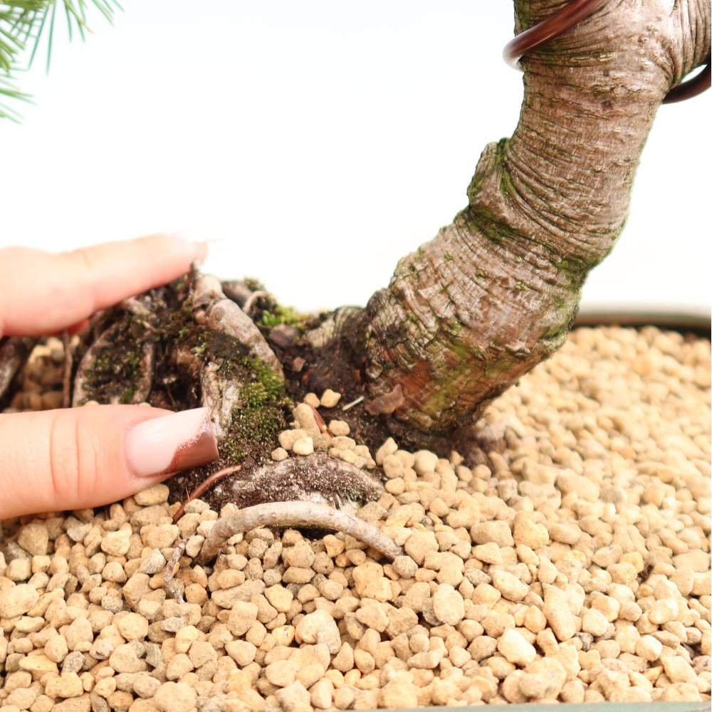 Bonsai ogrodowe – Pinus mugo Humpy – sosna karłowata