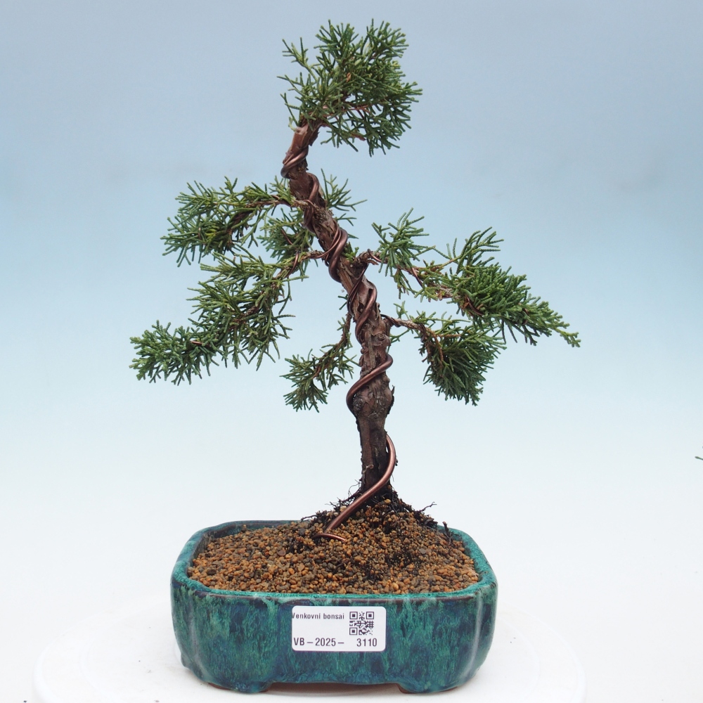 Bonsai zewnętrzne - Juniperus chinensis Kishu - Jałowiec chiński