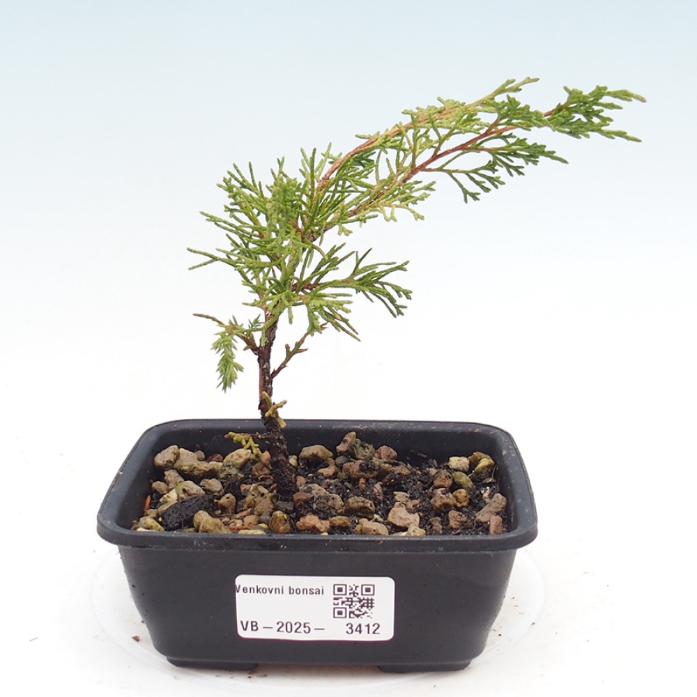 Outdoor bonsai - Juniperus chinensis Itoigawa