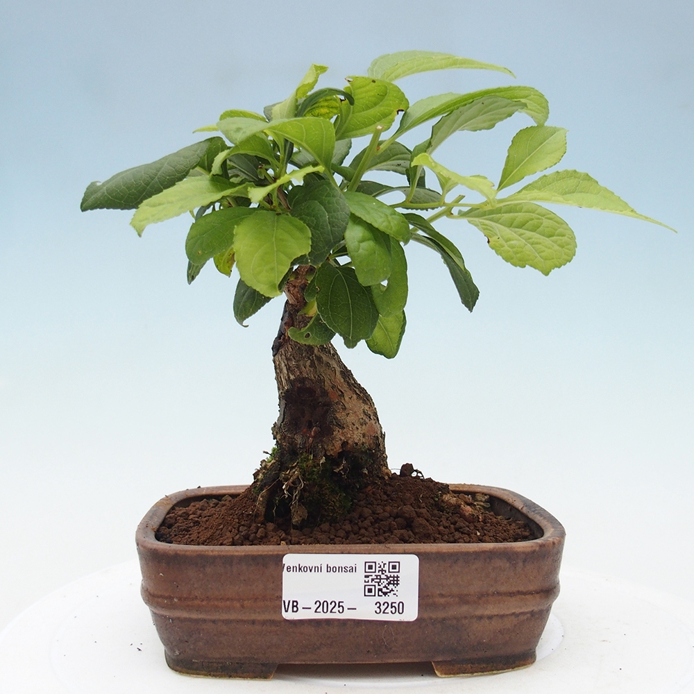Bonsai na zewnątrz - Celastrus Jesenec