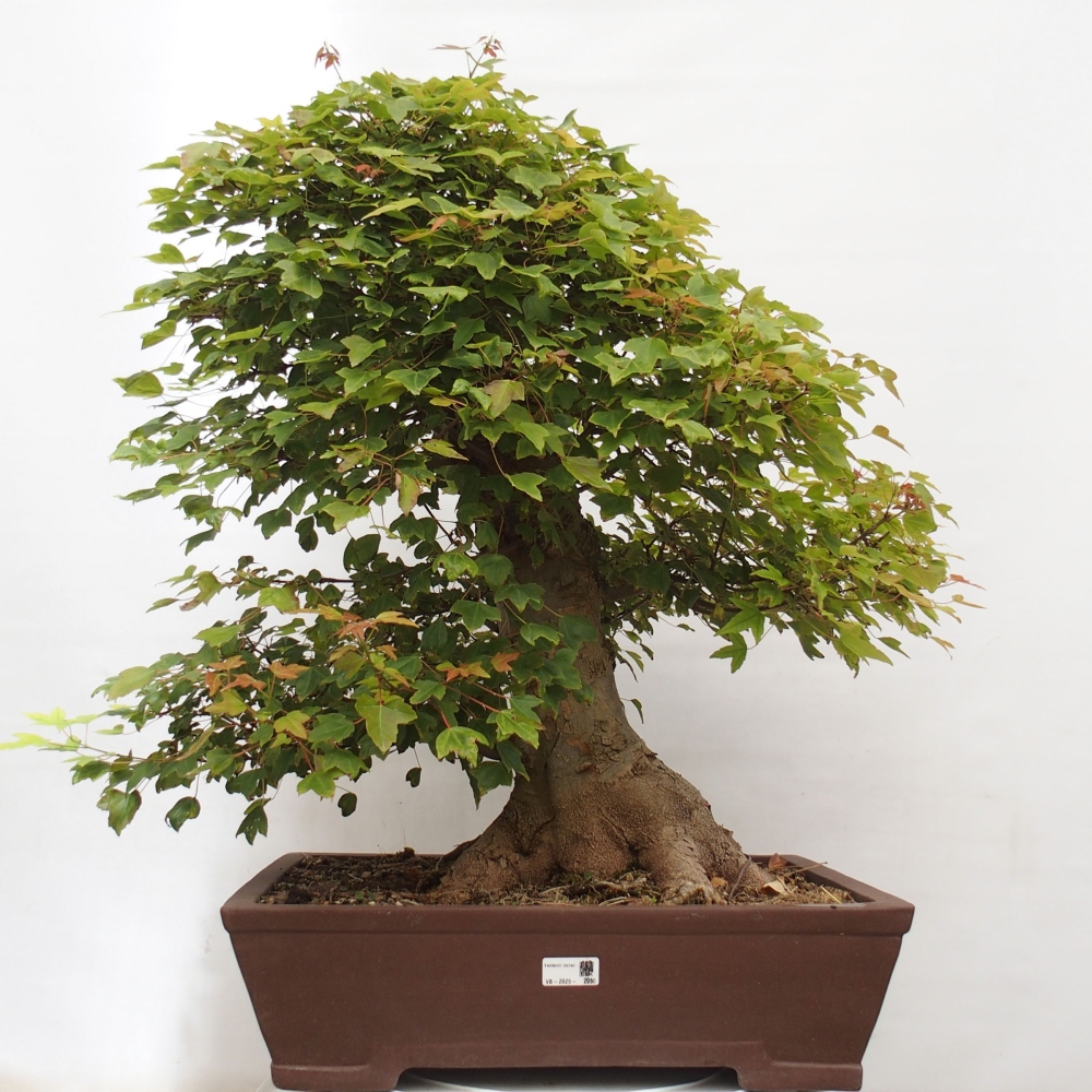 Outdoor bonsai - Maple Buergerianum - Burger Maple