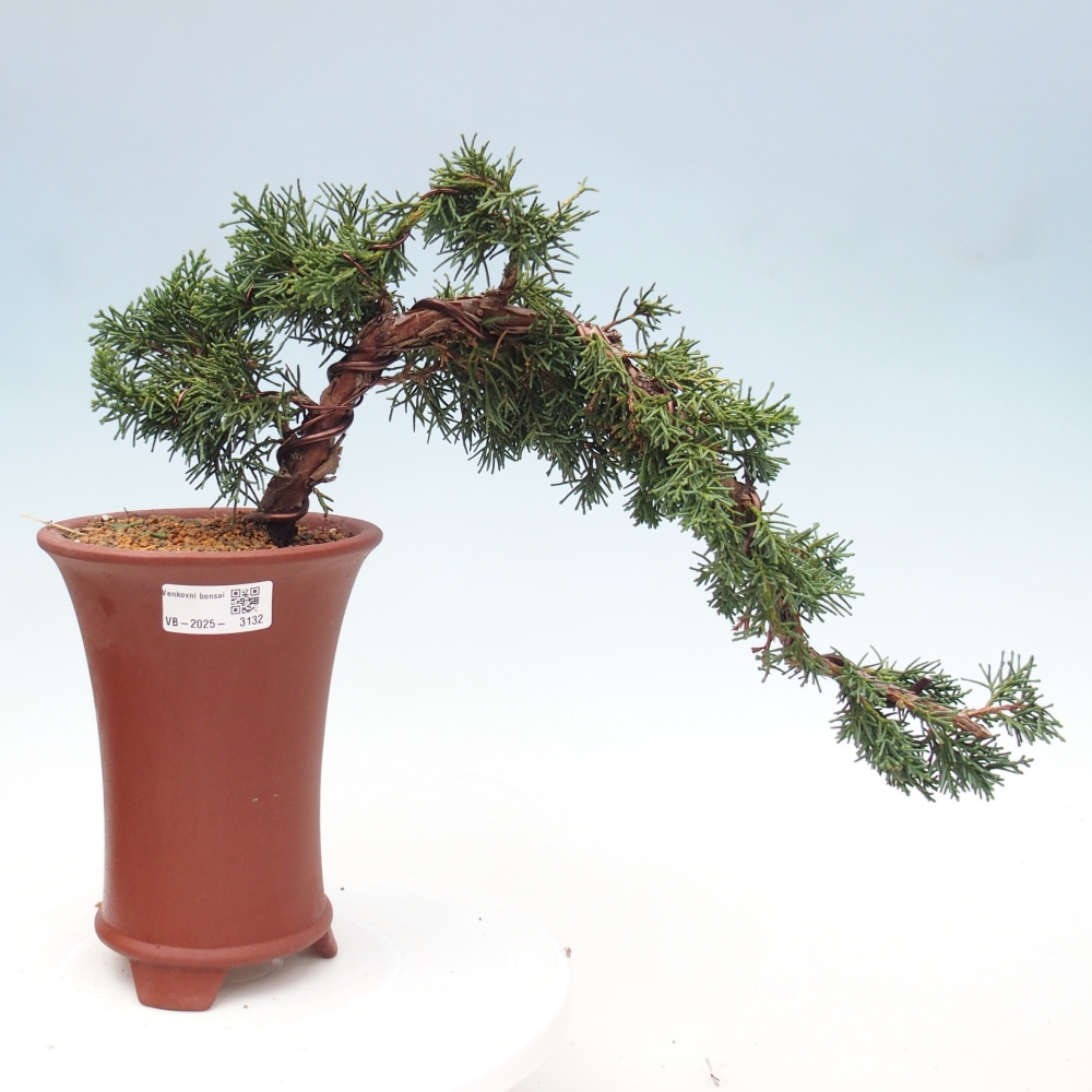 Bonsai zewnętrzne - Juniperus chinensis Kishu - Jałowiec chiński