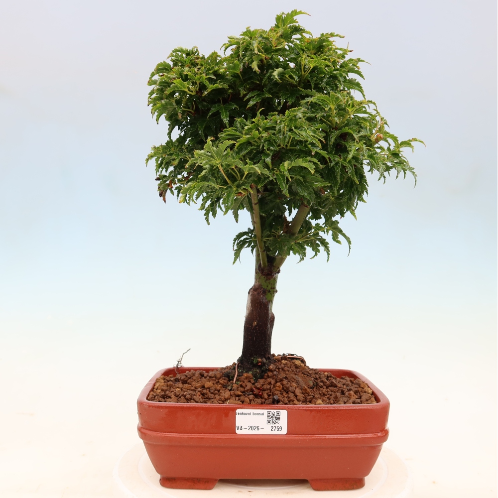 Outdoor bonsai - palma jaworowa Acer palmatum Shishigashira