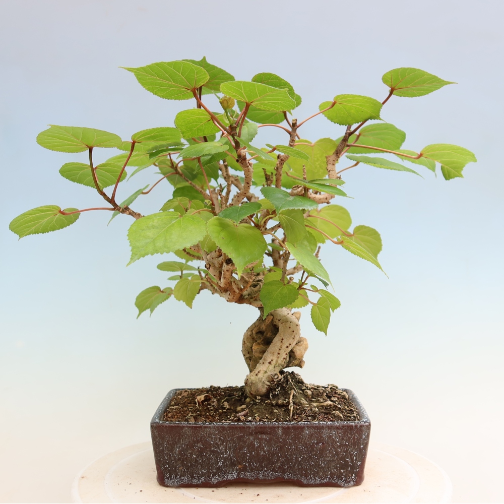 Bonsai domowe - Hibiscus tiliaceus - Hibiskus morski
