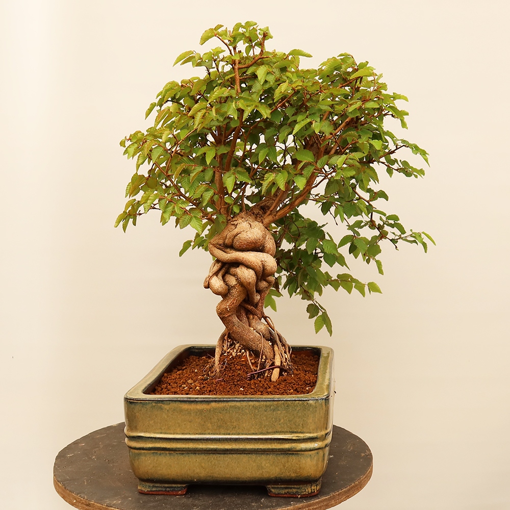Bonsai plenerowe - Carpinus Coreana - grab koreański
