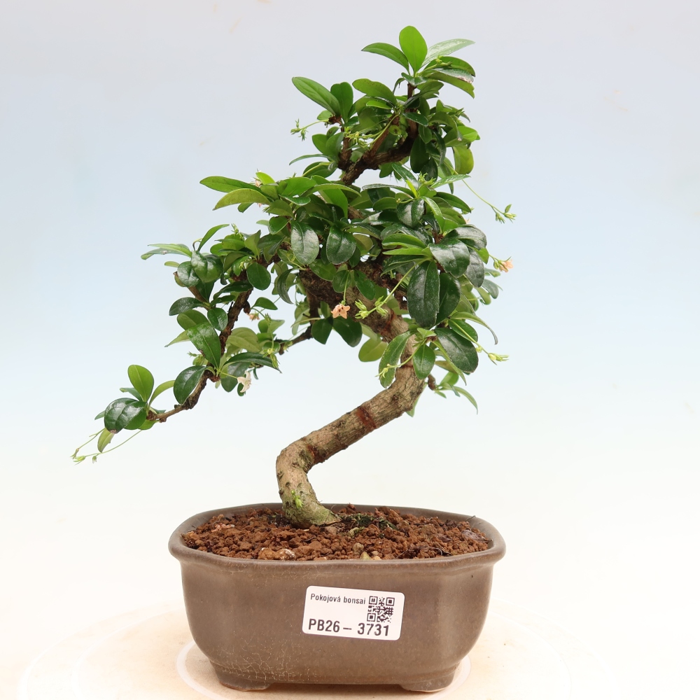 Bonsai pokojowe - Carmona macrophylla - Tea fuki