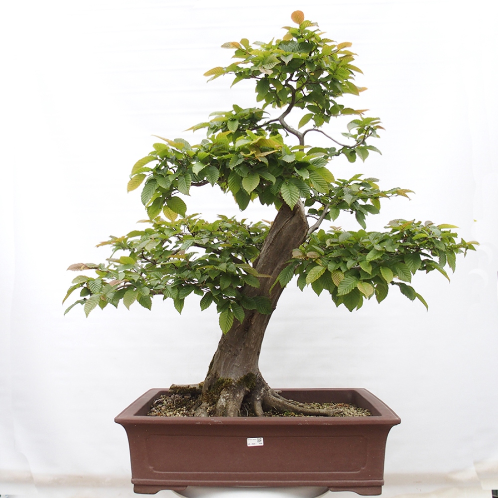 Bonsai zewnętrzne - Grab - Carpinus betulus