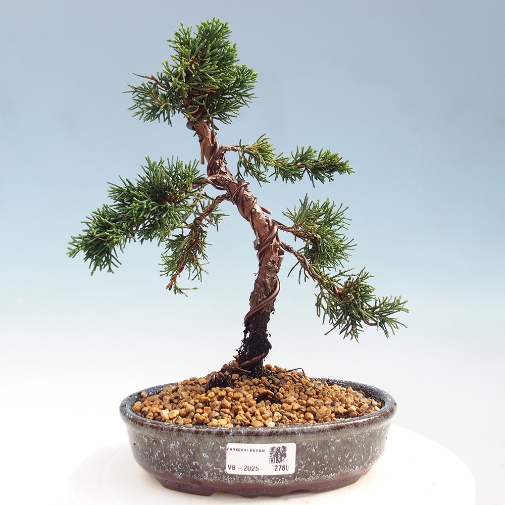 Bonsai zewnętrzne - Juniperus chinensis Kishu - Jałowiec chiński