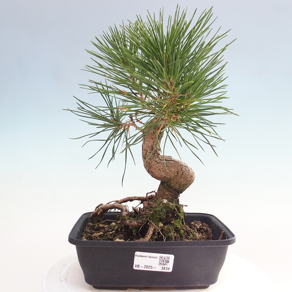 Outdoor bonsai - Pinus thunbergii - sosna Thunberga