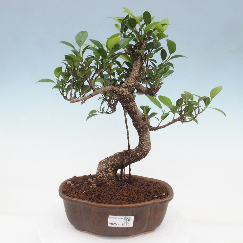 Kryty bonsai - Ficus retusa - figowiec drobnolistny