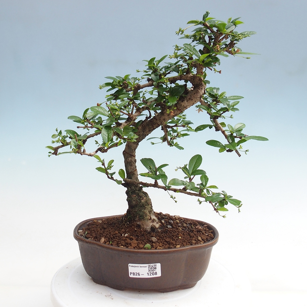 Bonsai pokojowe - Carmona macrophylla - Tea fuki