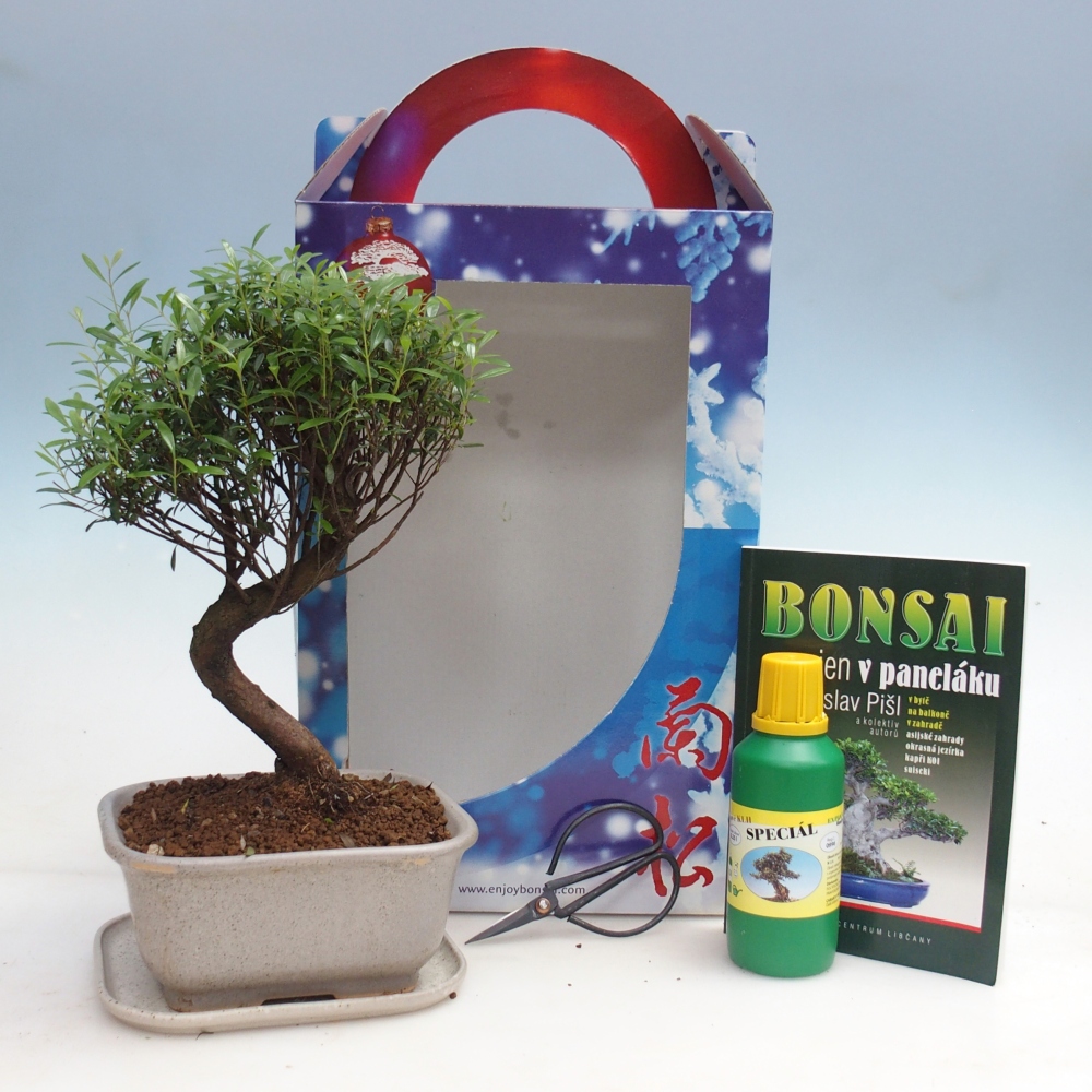 Kryte bonsai w pudełku upominkowym Syzygium - drzewko Pimento