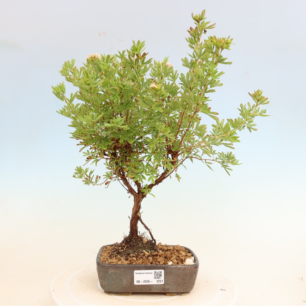 Bonsai ogrodowe – Potentilla fruticosa – Potentila fruticosa Bellissima
