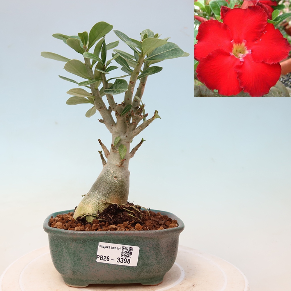 Bonsai pokojowe – Adenium obesum Red Star – Róża pustynna