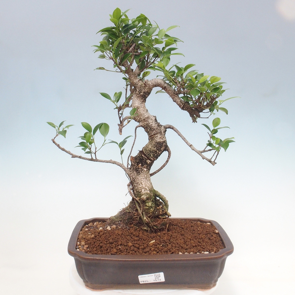 Kryty bonsai - Ficus kimmen - figowiec drobnolistny