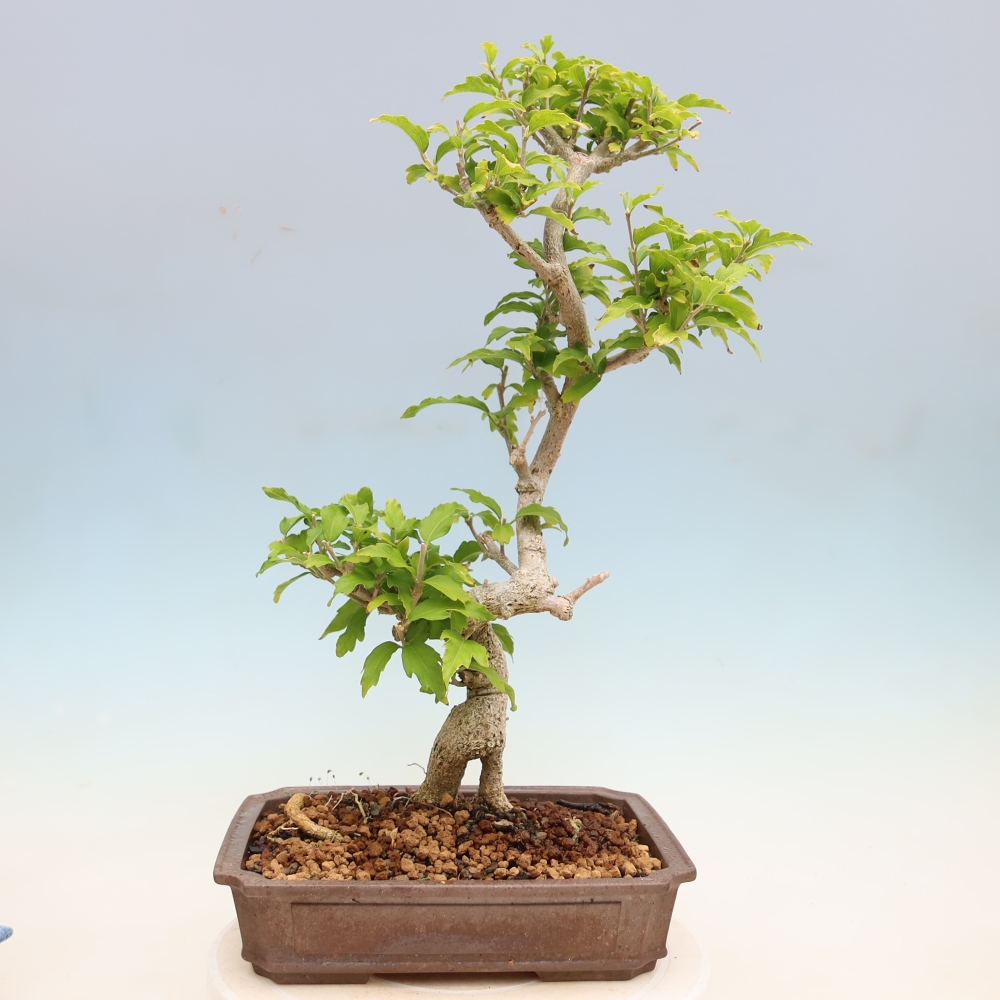 Bonsai ogrodowe – Hibiscus syriacus – hibiskus syryjski