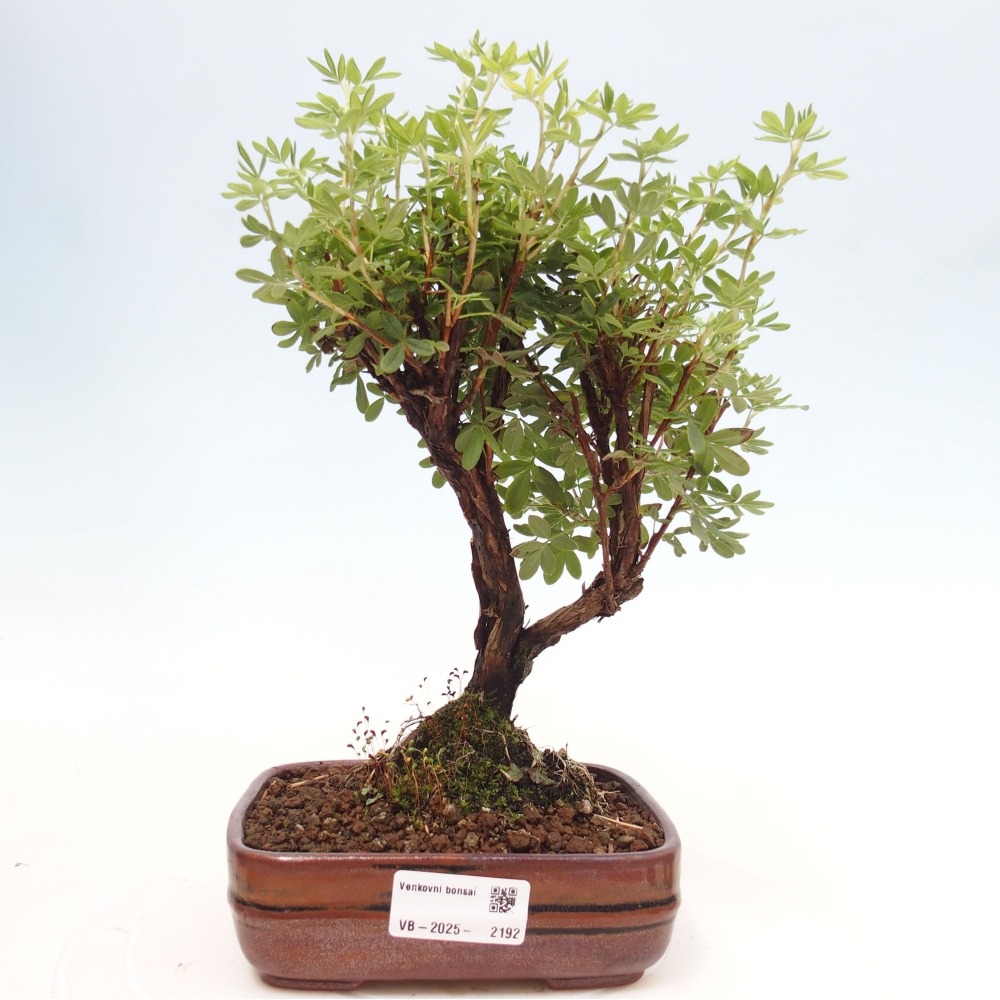 Outdoor bonsai-Pięciolistnik - Potentila fruticosa żółty Ptak