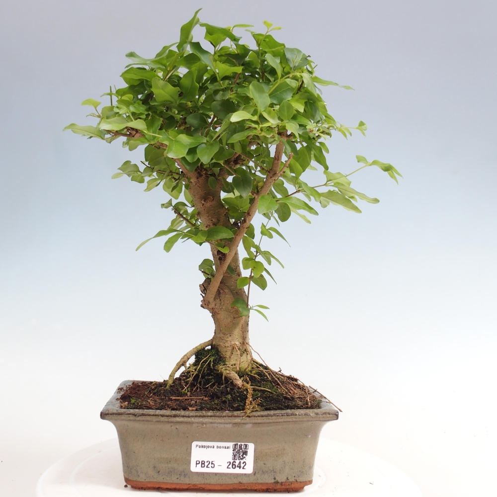 Kryte bonsai - Ligustrum chinensis - widok z lotu ptaka