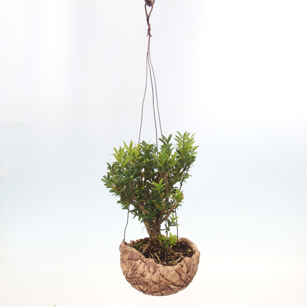 Kokedama w ceramice - Buxus harlandii - korkowy buxus