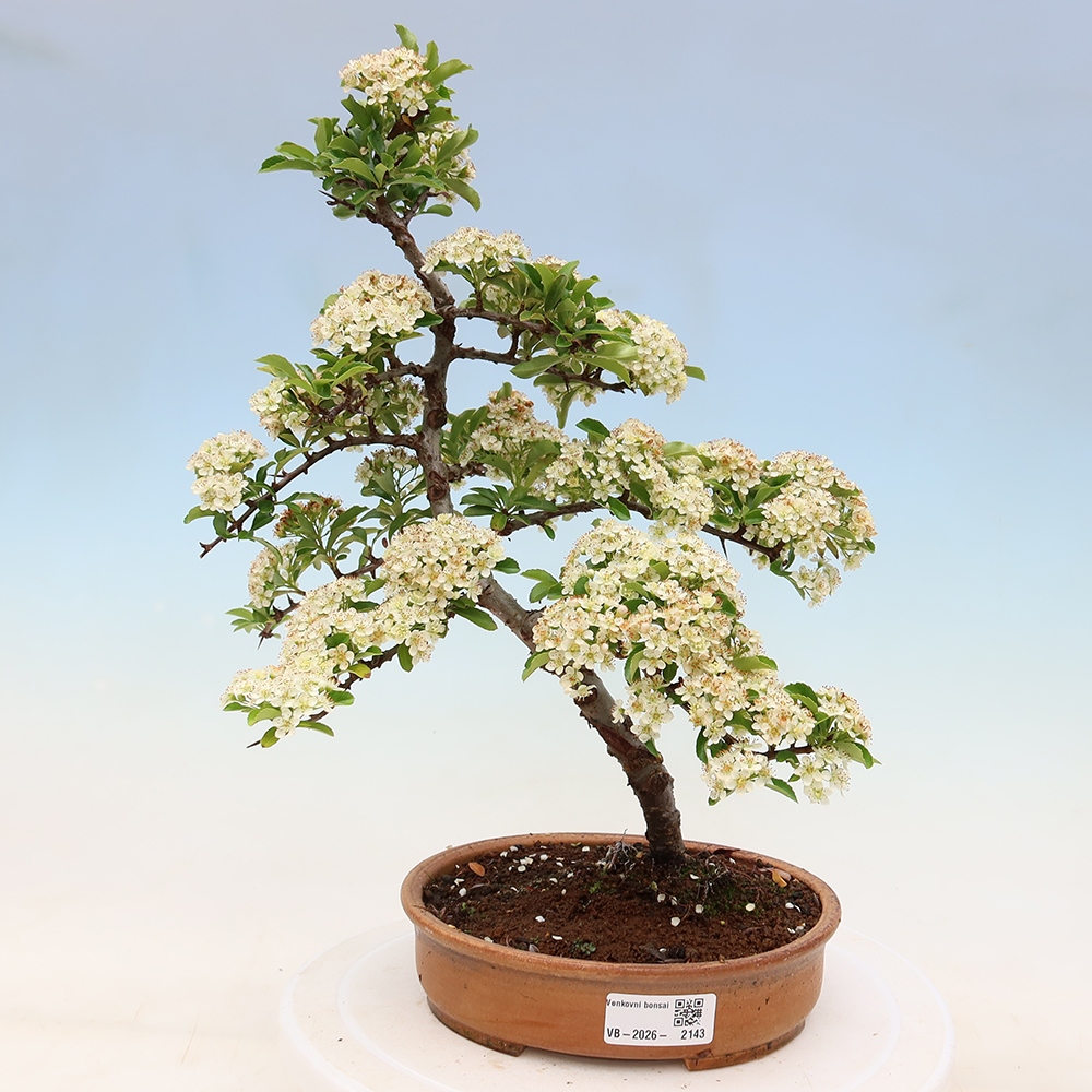 Bonsai ogrodowe – Pyracantha teton – ognik szkarłatny