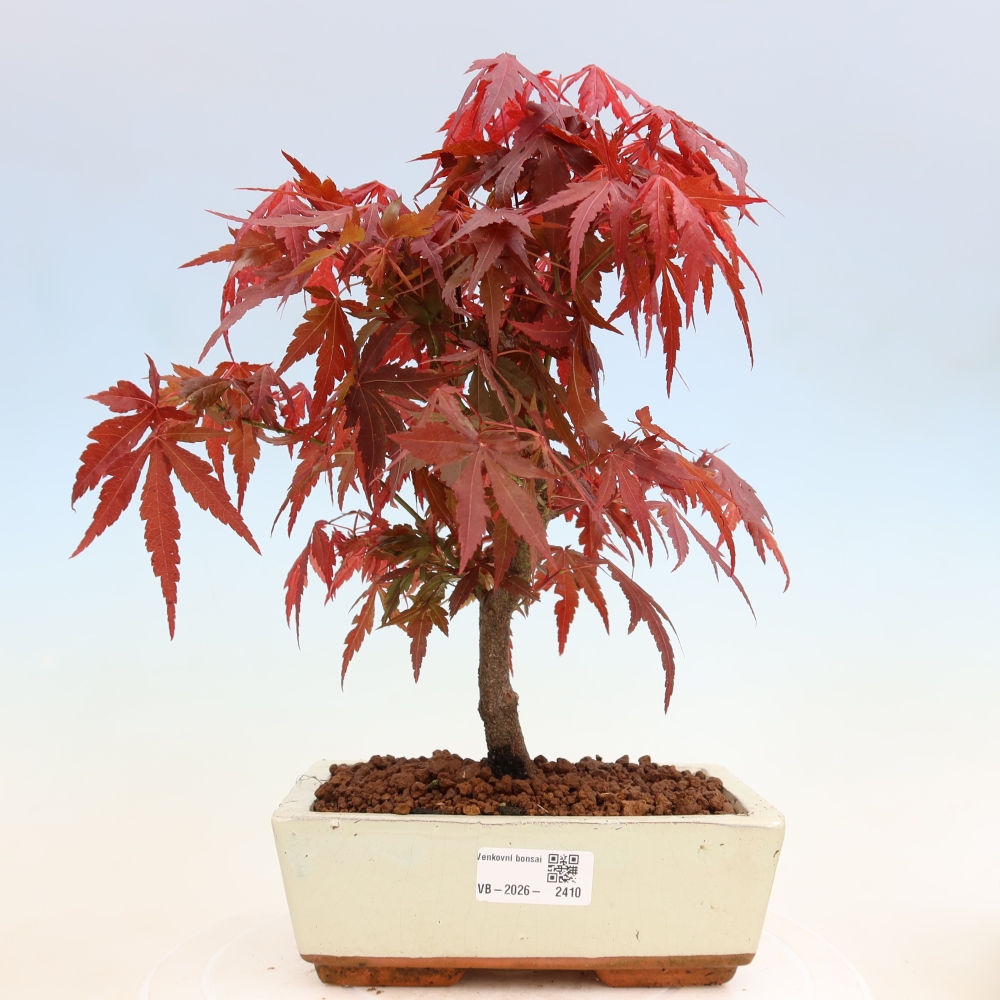 Bonsai na zewnątrz - Palma Acer. Atropurpureum-Javor palmate
