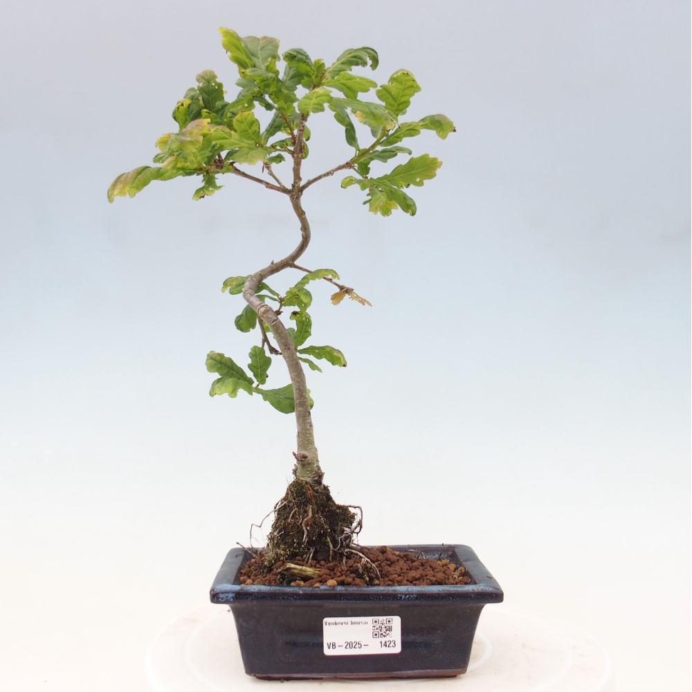 Bonsai zewnętrzne - Quercus robur - dąb pospolity